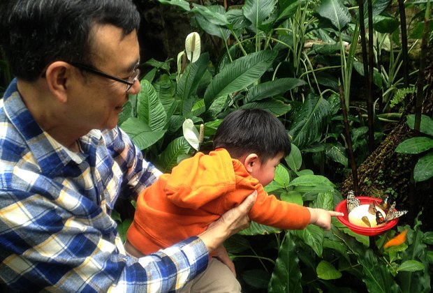 Reaching for Butterflies at the Cockrell Butterfly Center at the Houston Museum of Natural Science