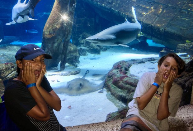 It's Shark Week! Photo by Jaime Summersille for Mommy Poppins