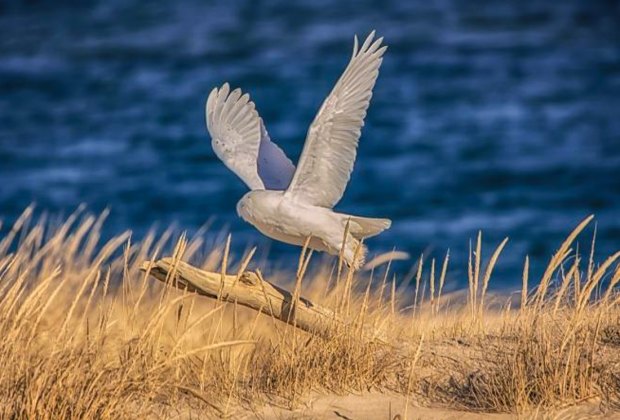 Join the Trustees to search for snowy owls. Photo courtesy of the Trustees