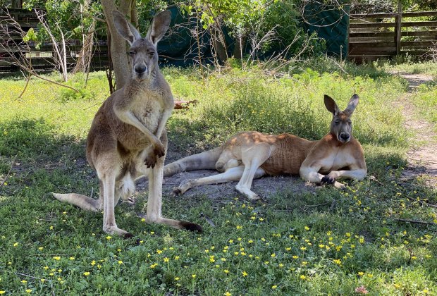 Visiting the TGR Exotics Wildlife Park: Unique Animal Encounters and Tours, from Sloths to Kangaroos | MommyPoppins - Things to do in Houston with Kids