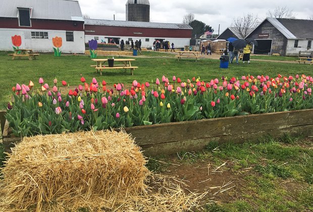 Holland Ridge Farms: Tulips and picnic tables